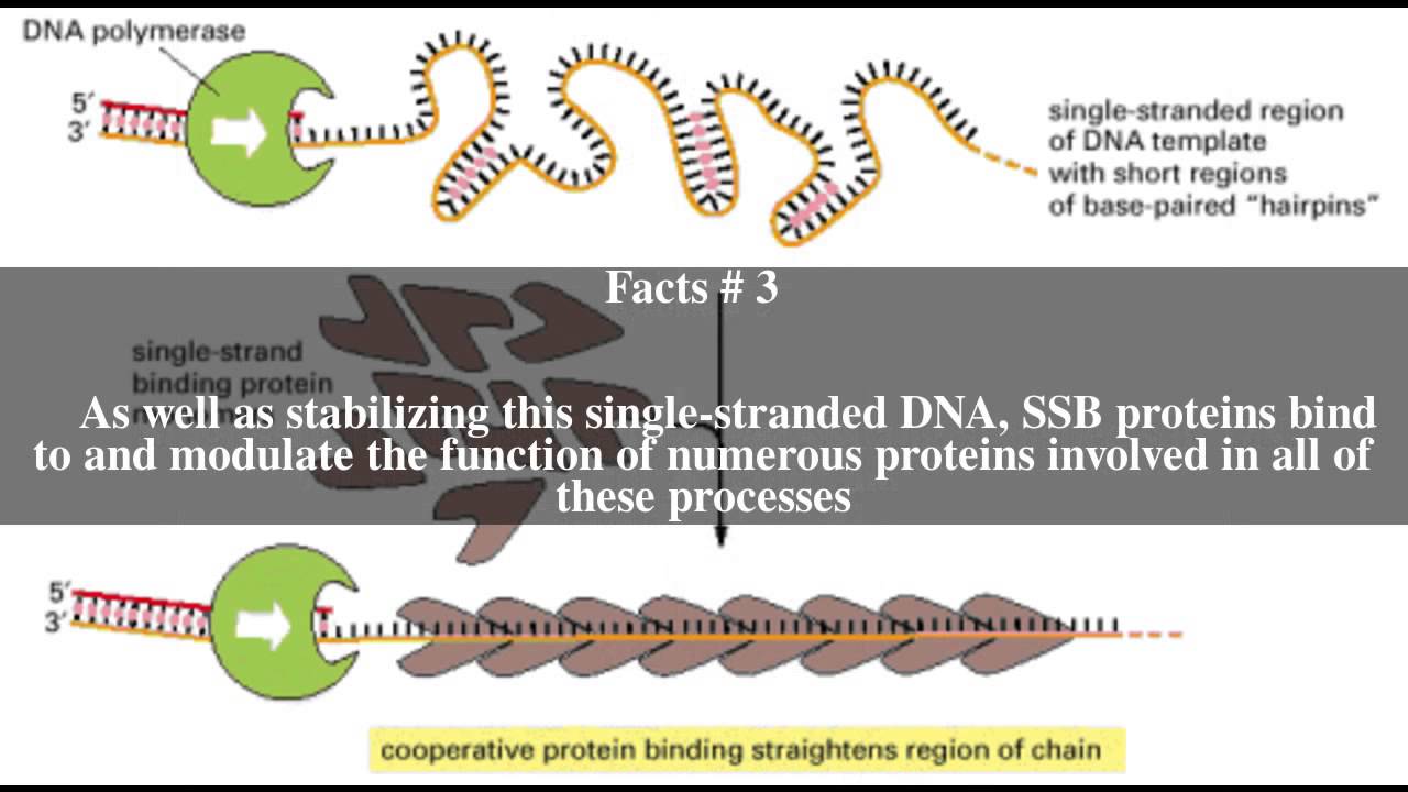 Single-strand DNA-binding protein Top # 6 Facts - YouTube - Ssb Single Strand Binding Protein