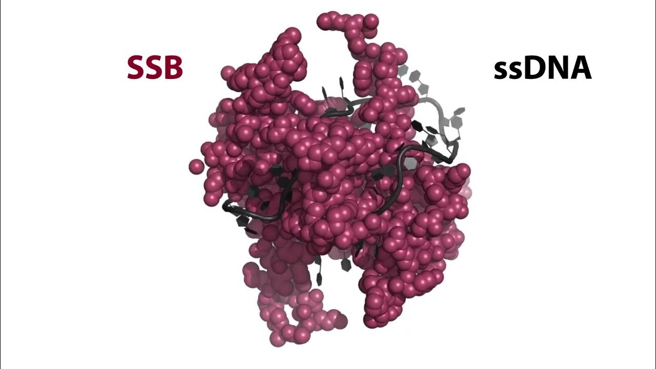 Single Stranded Binding Protein (SSBP) - YouTube - Ssb Single Strand Binding Protein