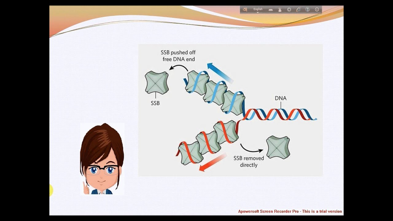 Ssb Single Strand Binding Protein