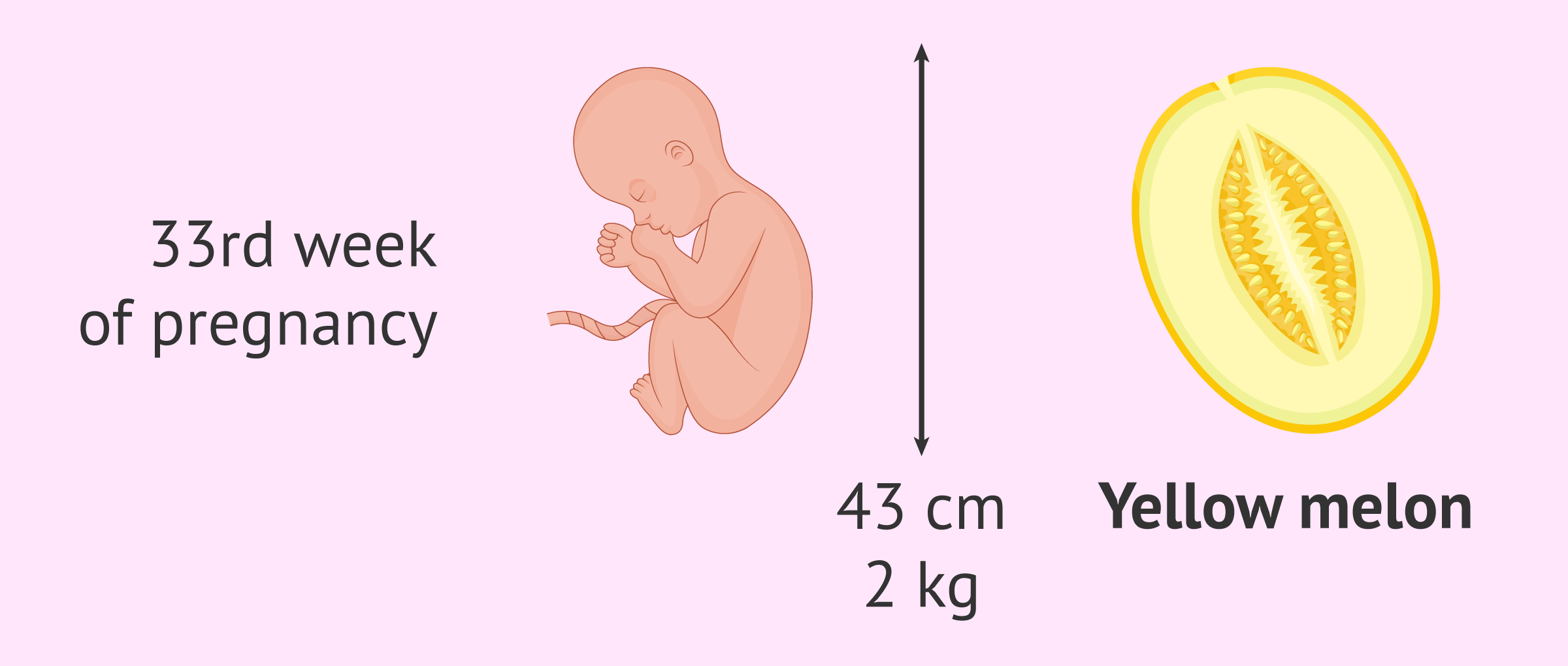 Size and weight of the baby at 33 weeks of pregnancy - Welke Week Is Week 33