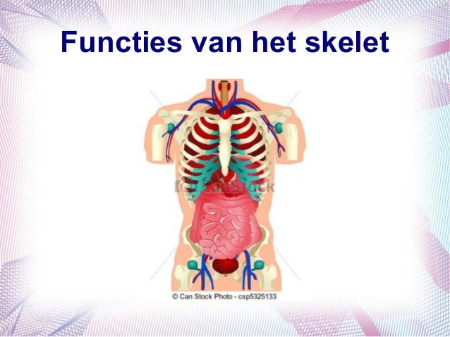 Skelet - Wat Is De Functie Van Het Skelet