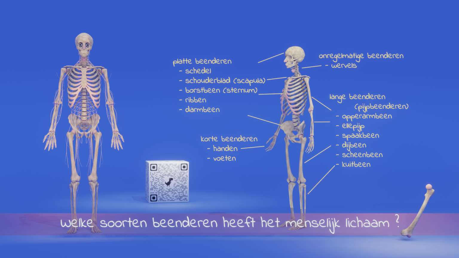 Skelet - Human Body Tour - Van Welke Beenderen Heeft De Mens Twaalf Paar