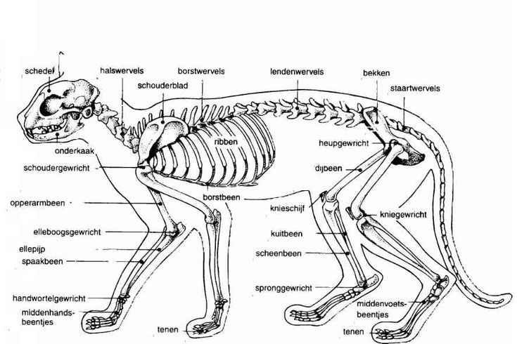 skelet-kat - kattenloket.nl | Katten, Skelet, De poes - Dieren Met Een Pantser Als Uitwendig Skelet