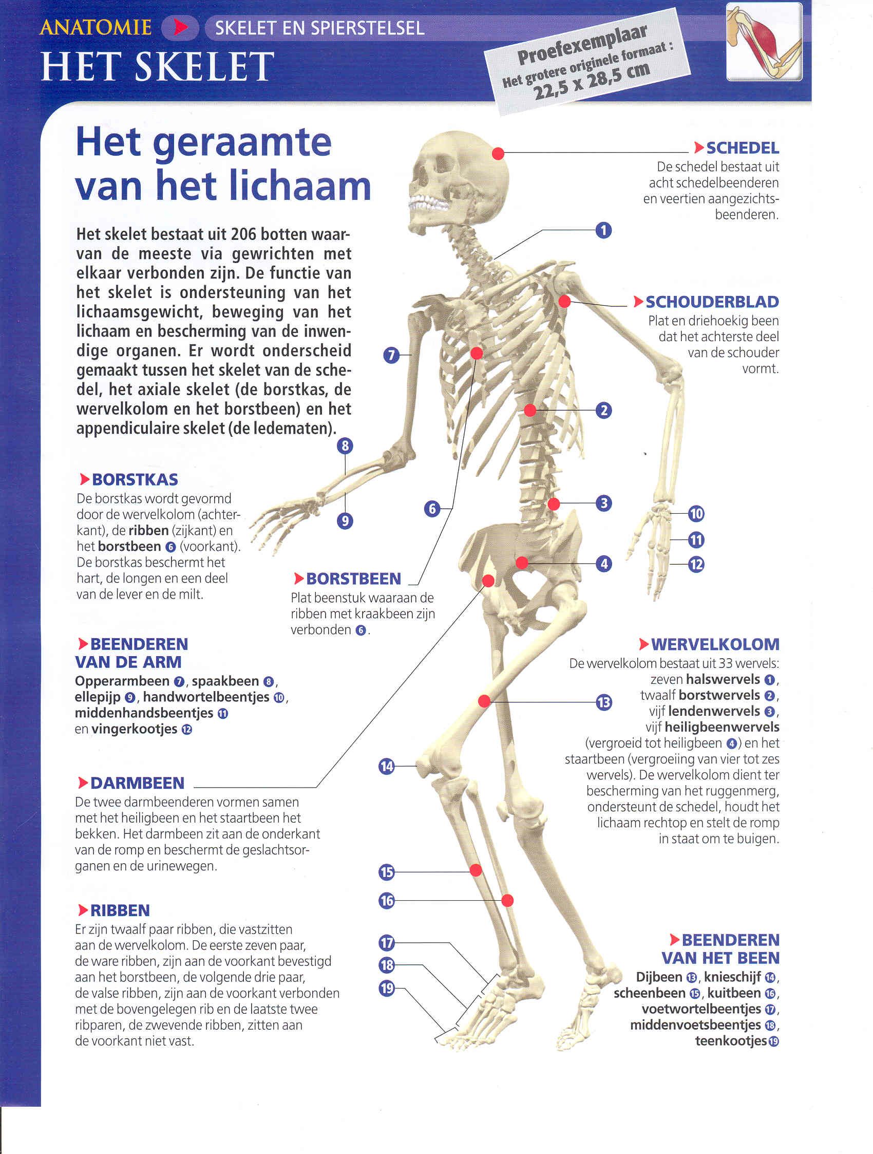 Wat Zijn De Functies Van Het Skelet