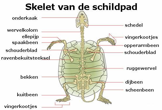 Skelet van schildpad | Schildpadden | Pinterest - Hoeveel Ribben Heeft Een Slang