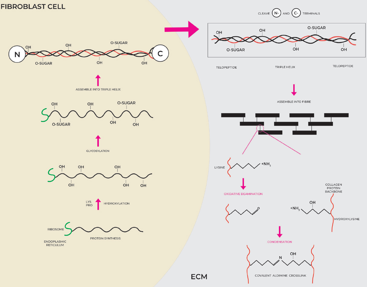 Skin collagen through the lifestages: importance for skin health and beauty - Collageen Type 1 En 3