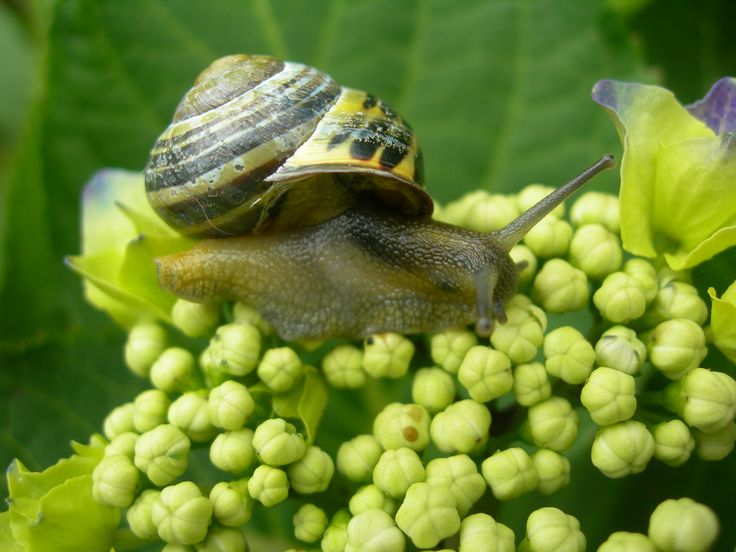 Slak met huisje. bayke foto | Slakken, Natuur, Foto - Slak In Huis Wat Nu