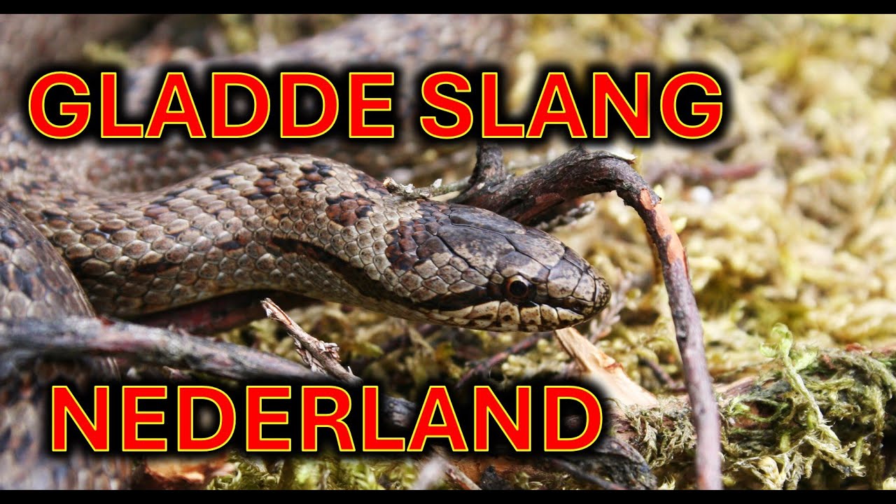 Zijn Er Giftige Slangen In Nederland