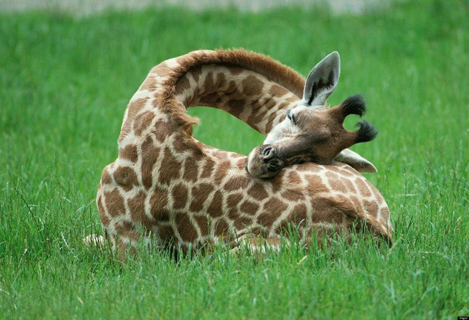 Sleeping Baby Giraffe Photos Capture Animal Getting Comfortable In - Waar Slaapt Een Baby In