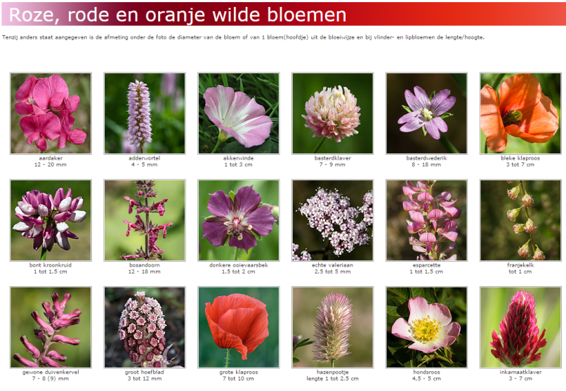 Bloemen Namen Van A Tot Z