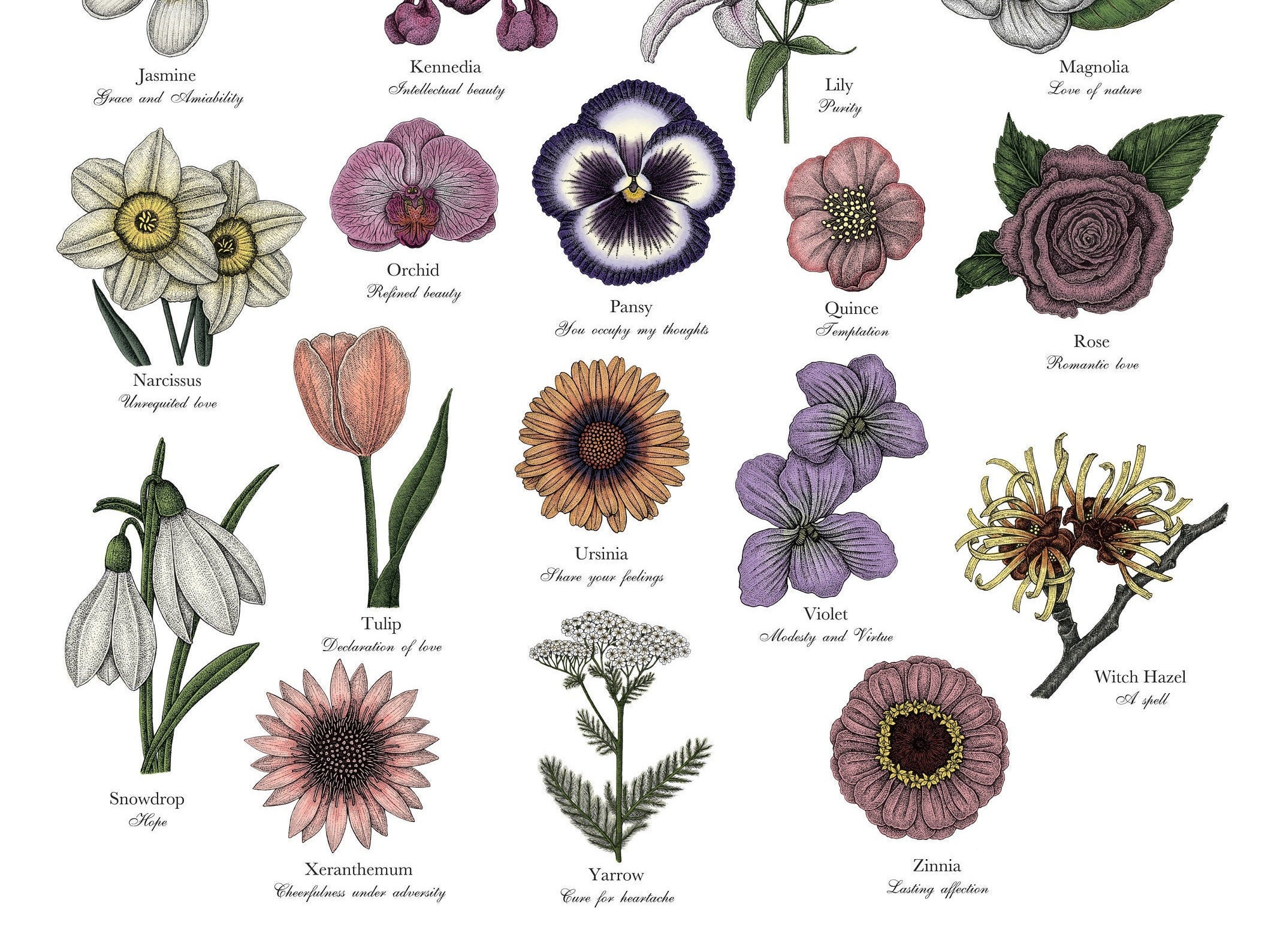 Snijbloemen Bloemen Namen Van A Tot Z - Bloemen - Bloemen Namen Van A Tot Z