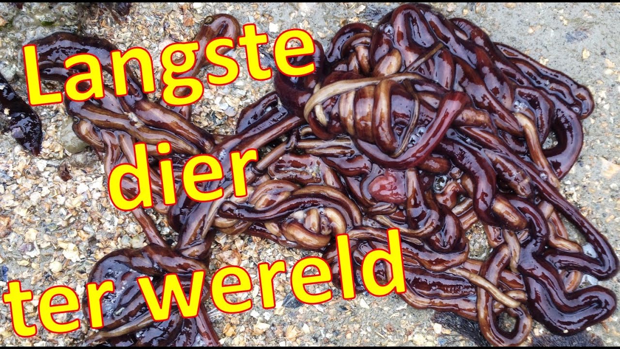 Snoerworm, het langste dier ter wereld - YouTube - Langste Woord In De Dikke Van Dale