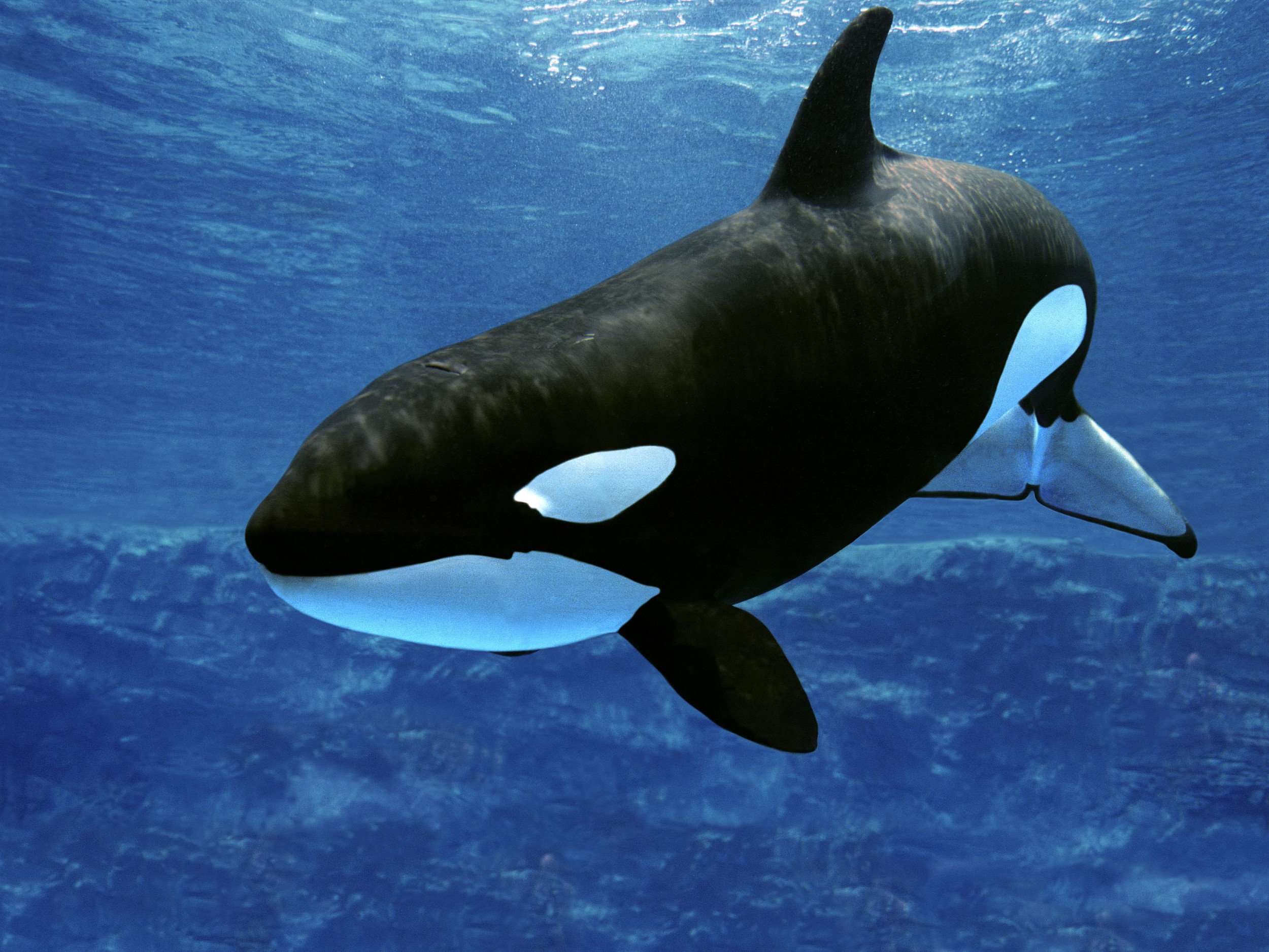 Snorkeler Films Breathtaking Encounter With Calm and Peaceful Giant - Hoe Lang Kan Een Orka Onder Water Blijven