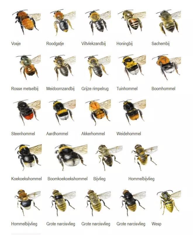 Soorten bijen | Bee, Bugs and insects, Wild cat species - Hoeveel Soorten Insecten Zijn Er Ongeveer Bekend