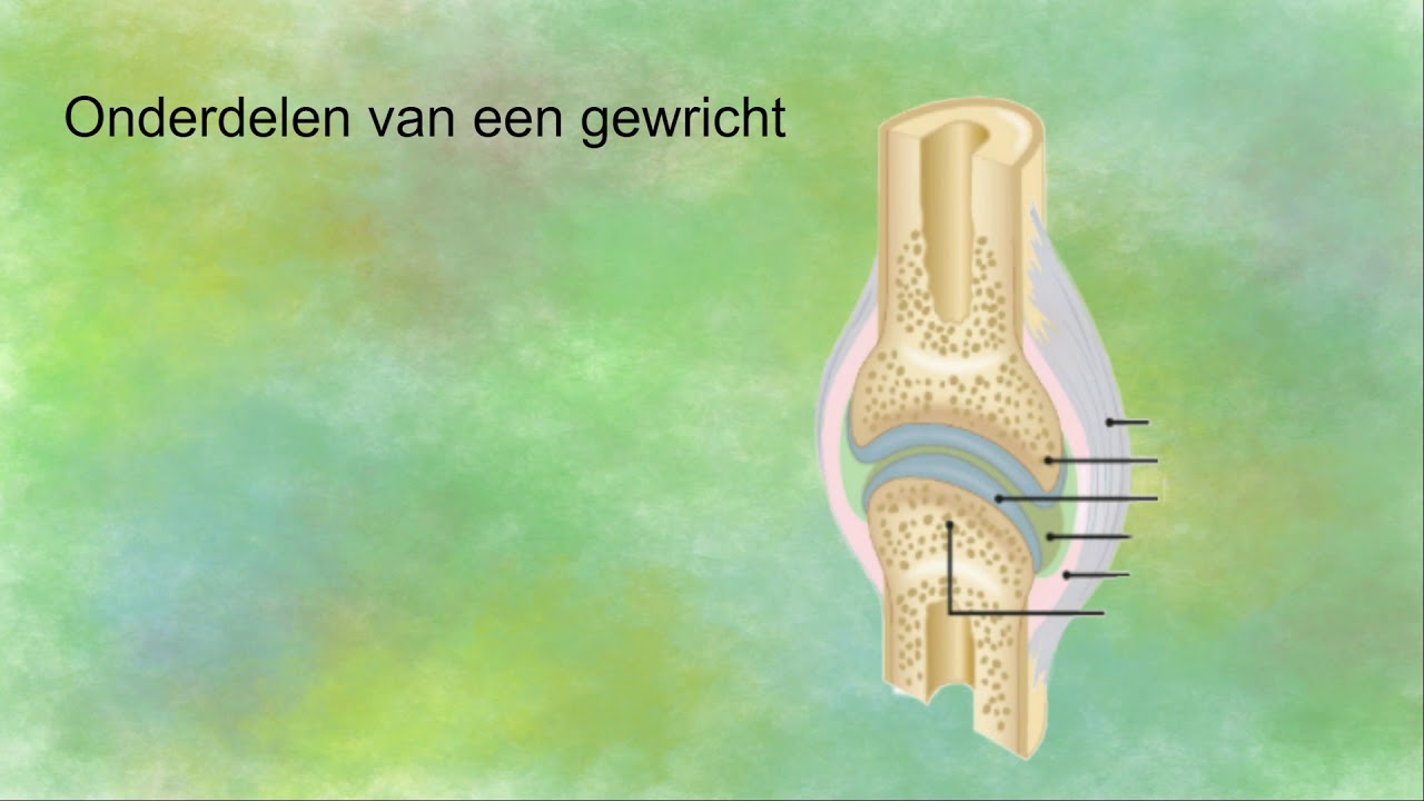 Soorten en bouw van gewrichten - YouTube - Hoeveel Gewrichten Heeft Een Mens