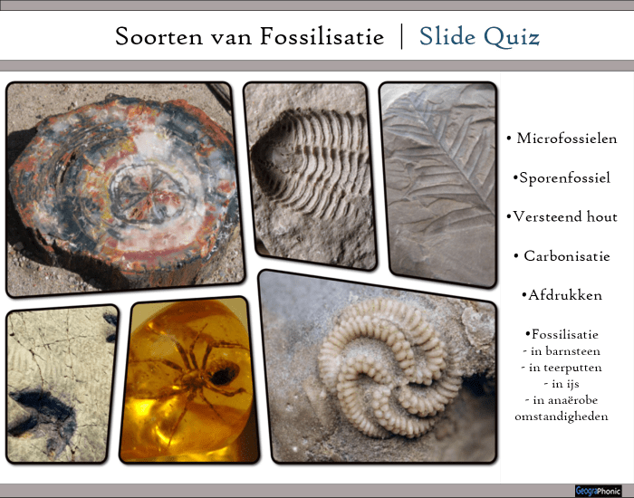 Welke Twee Soorten Fossielen Zijn Er