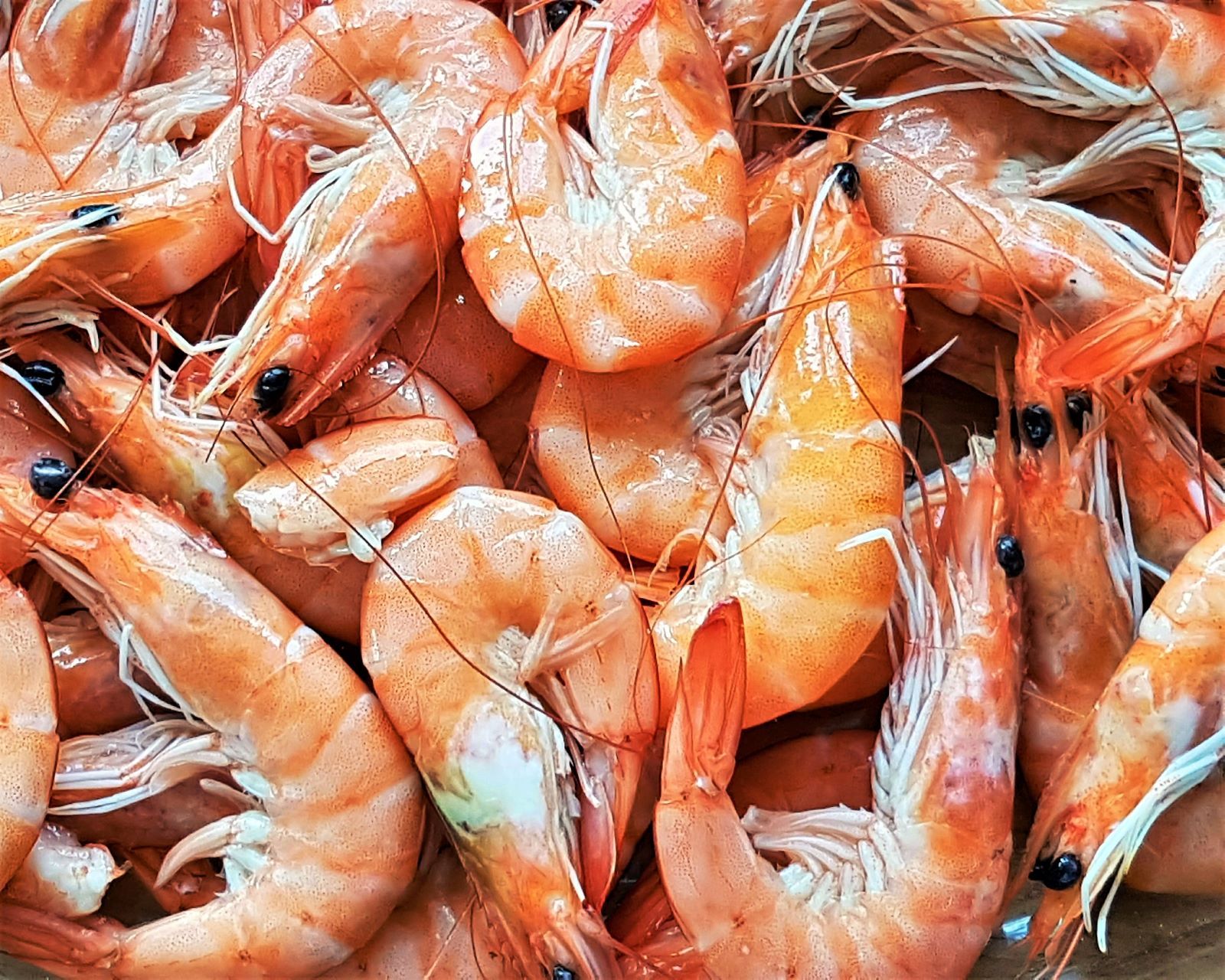 Soorten garnalen; weet jij wat je eet? - Hoeveel Poten Heeft Een Garnaal