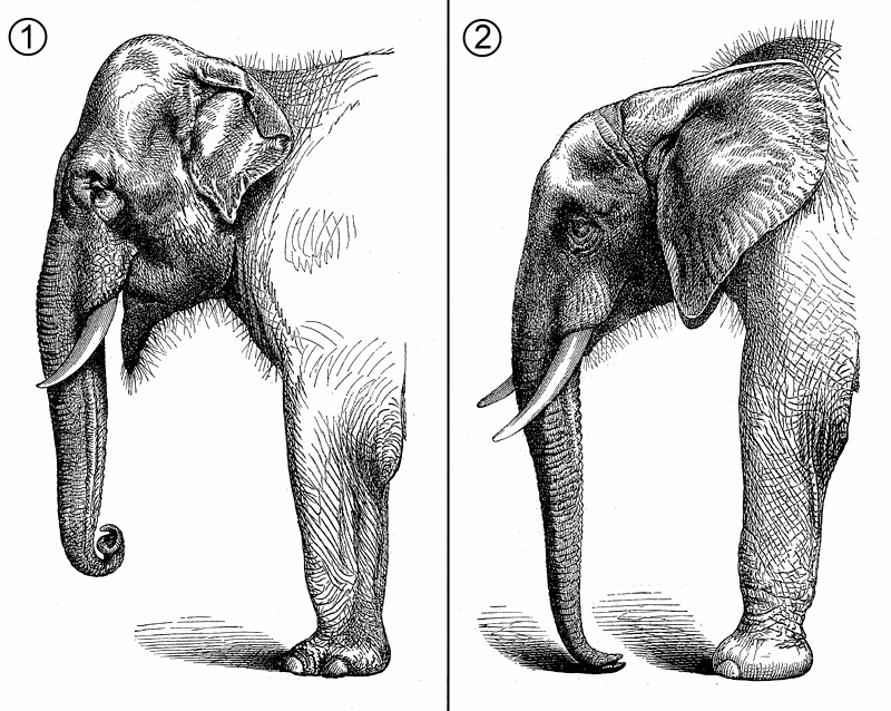 Soorten - Olifanten - Behoren Een Afrikaanse En Een Indische Olifant Tot Dezelfde Soort