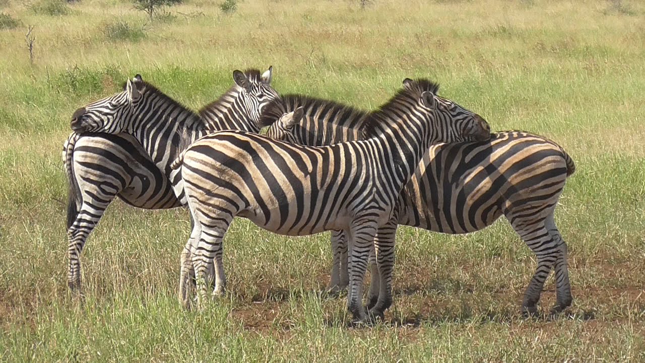 SOUTH AFRICA Burchell's Zebra (3) (Kruger national park) - YouTube - Hoeveel Zebra's Zijn Er Op De Wereld