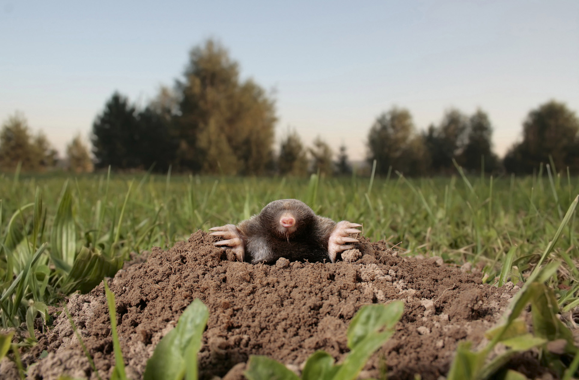 Species Spotlight: Moles - Columbia Land Trust - Komt Een Mol Boven De Grond