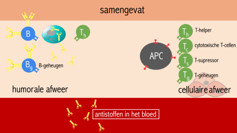 Specifieke afweer – Biojuf - Verschil Humorale En Cellulaire Afweer