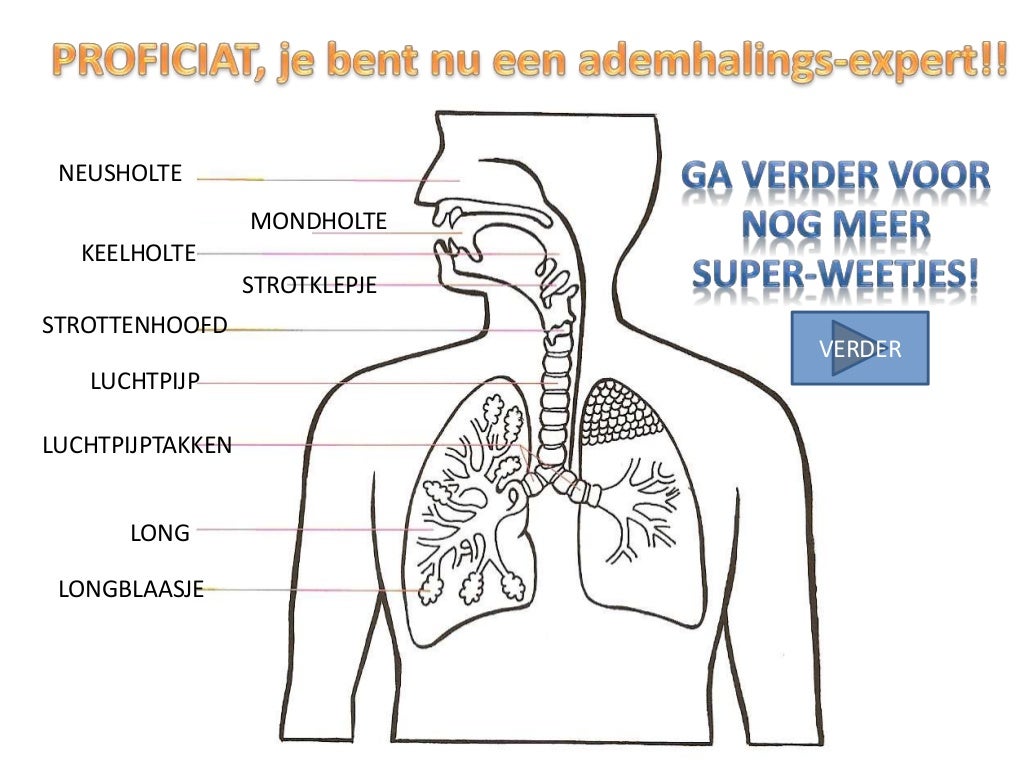 Welke Organen Horen Bij Het Ademhalingsstelsel