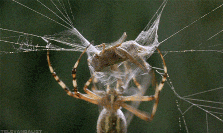 Spider Insects GIF - Find & Share on GIPHY - Spider-man: Into The Spider-verse Film Series