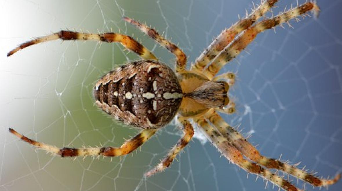 Spider Man No Way Home Bioscoop