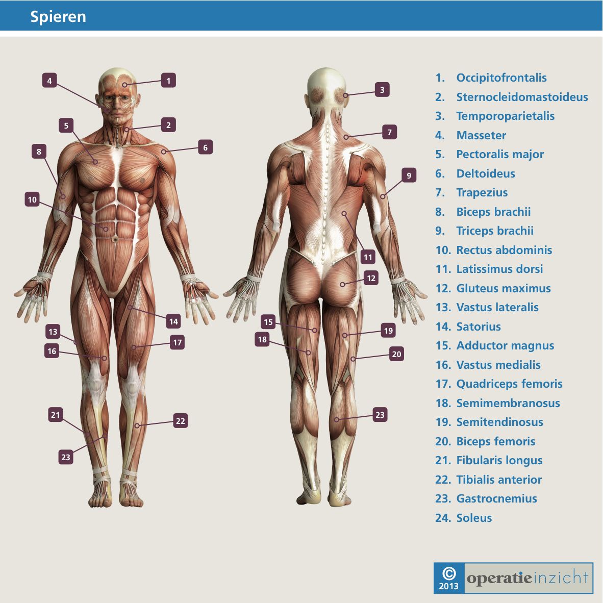 Spieren Fitness Body, Health Fitness, Salud Natural, Body Anatomy, Yoga - Anatomie Spieren Menselijk Lichaam Nederlands
