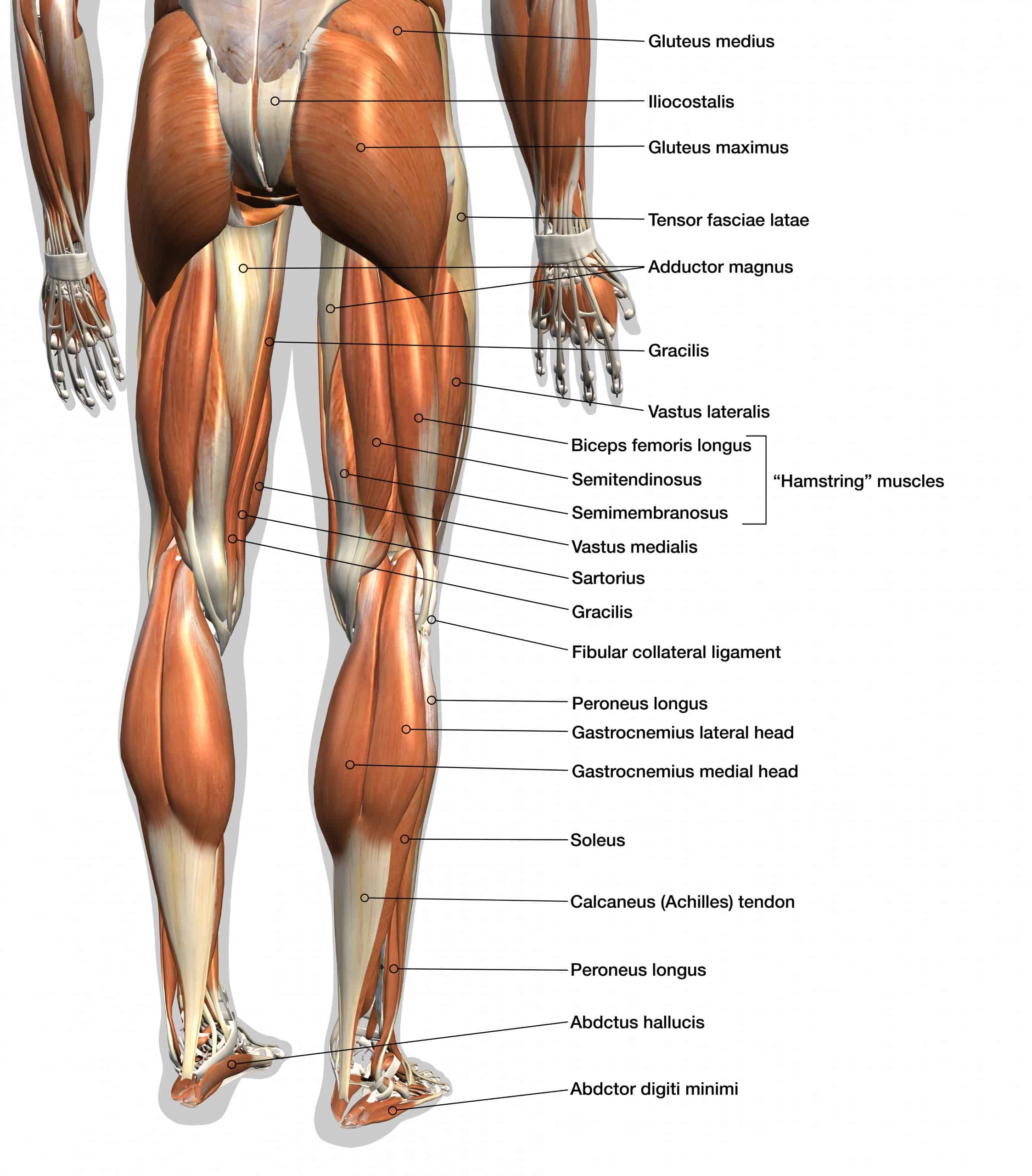 Spieren van de heup – Kniecare - Anatomie Spieren Menselijk Lichaam Nederlands