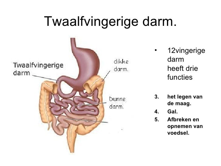 Wat Is De Functie Van De Twaalfvingerige Darm