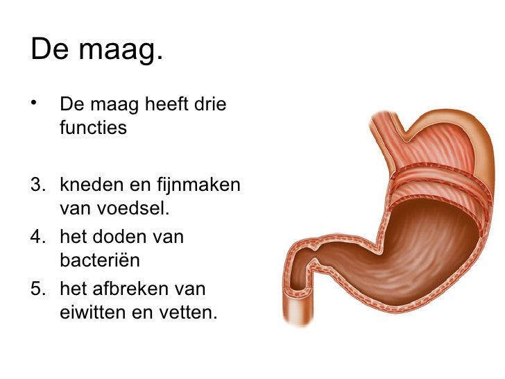 Spijsvertering Hro - Wat Is De Functie Van De Slokdarm