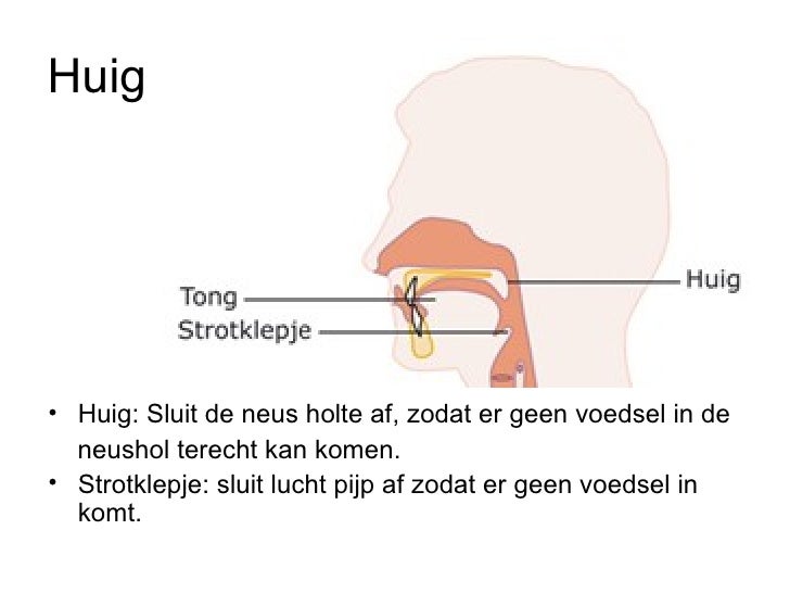 Spijsvertering Hro - Wat Is De Functie Van De Huig