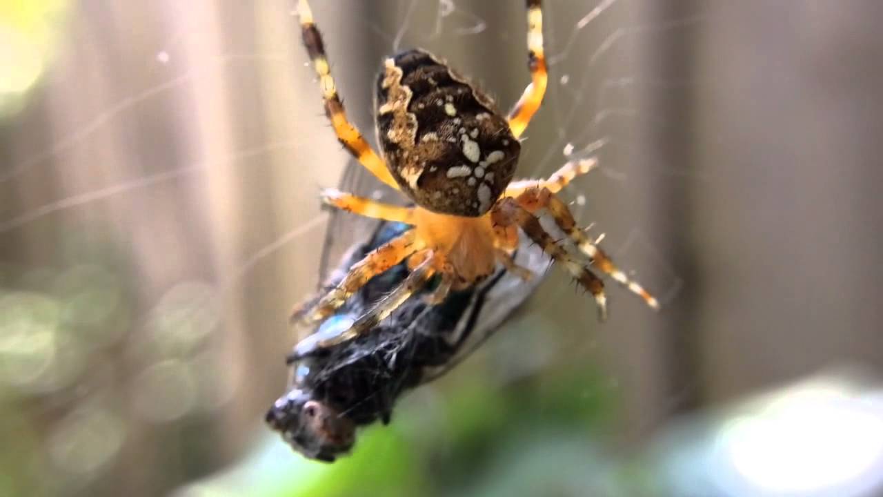 Spin eet vlieg op - YouTube - Hoe Lang Kan Een Spin Zonder Eten