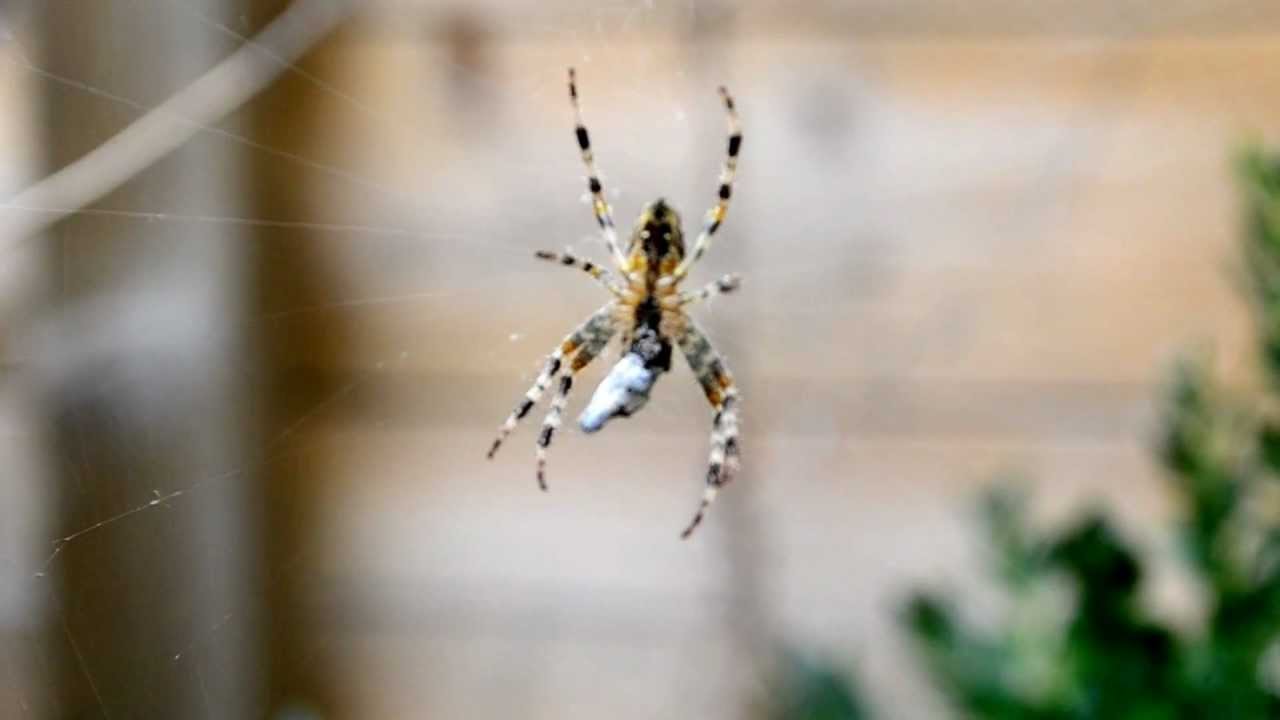 spin eet vlieg - YouTube - Wat Eet Een Spin In Huis