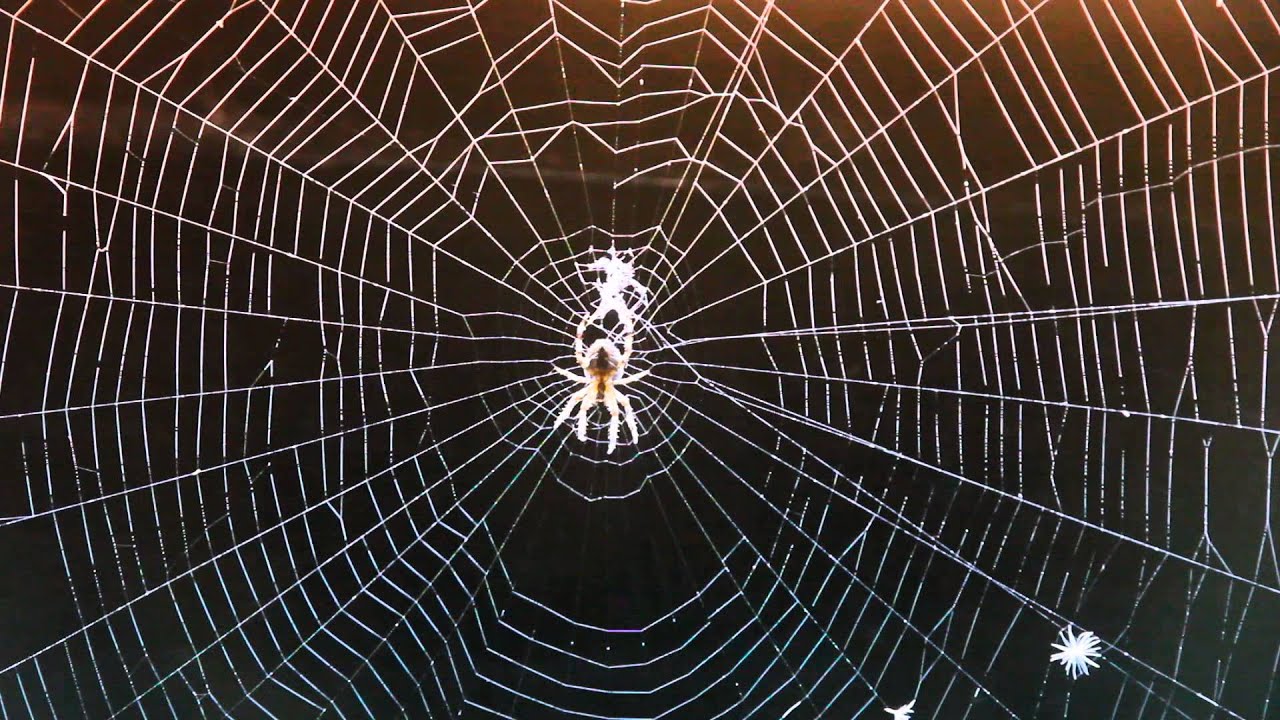 Spin in zijn web - YouTube - Hoe Lang Doet Een Spin Over Zijn Web