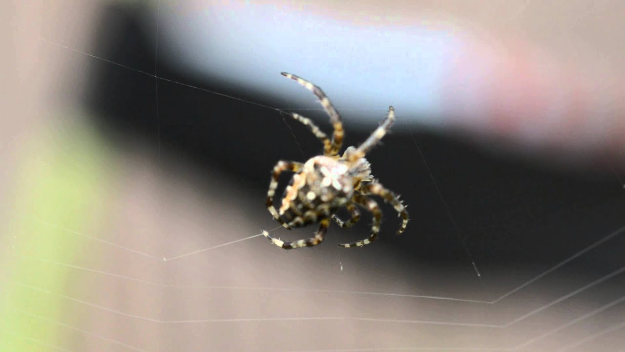 Spin maakt web - YouTube - Hoe Maakt Een Spin Zijn Web