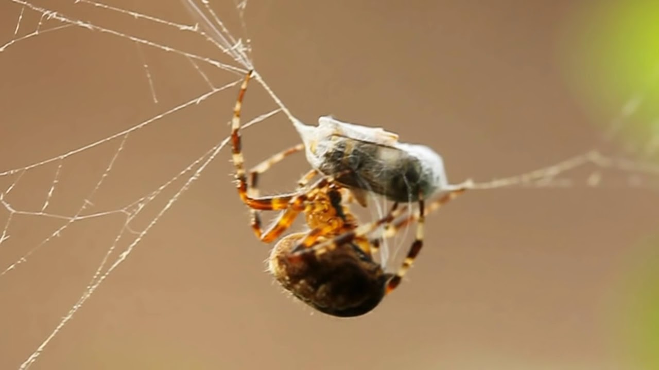 spin vangt wesp spider catches a wasp - YouTube - Waarom Is Een Spin Geen Insect