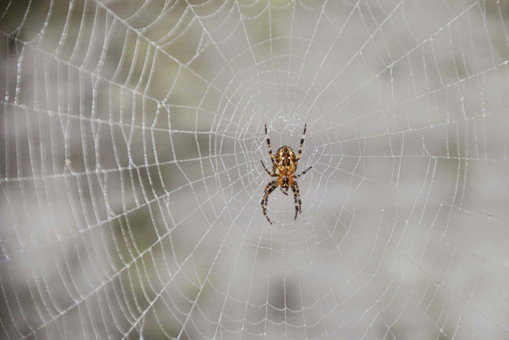 Spin web Spinning, Spider, Insects, Animals, Pictures, Hand Spinning - Digitale Woonplaats Van Een Spin