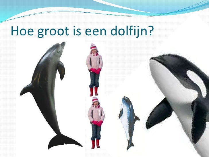 Spreekbeurt Dolfijn 2010 - Hoe Ziet Een Dolfijn Eruit