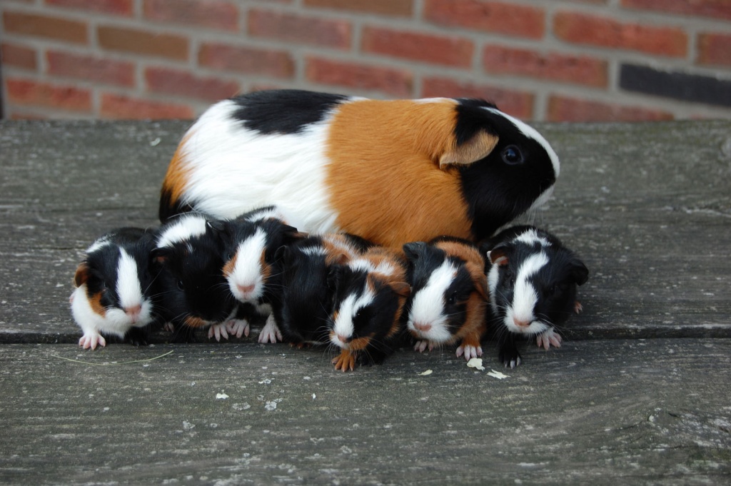 spreekbeurt Mirte on emaze - Woont De Cavia In De Woestijn