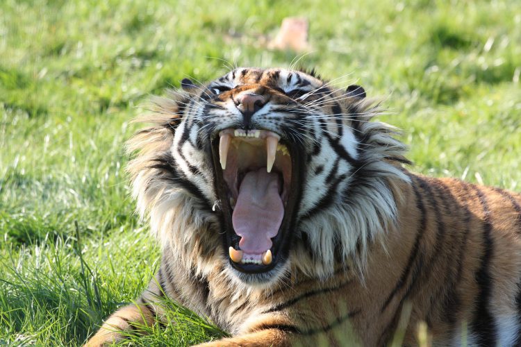 Spreekbeurt tijger | DierenWiki | Spreekbeurt tijger - Hoe Zwaar Is Een Tijger