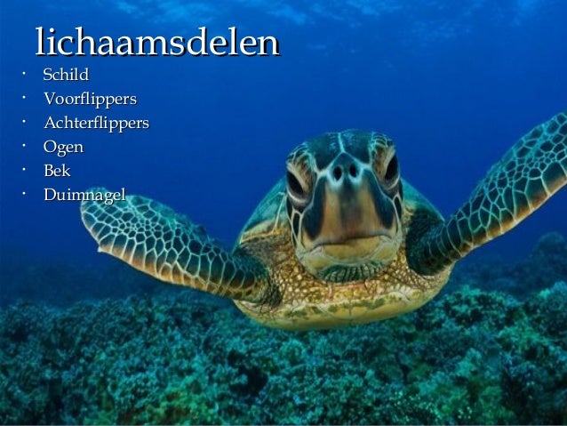 Hoe Snel Kan Een Lederschildpad Zwemmen