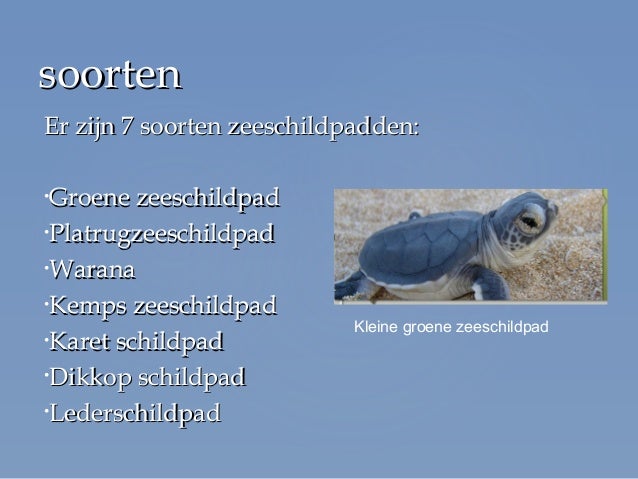 Spreekbeurt zeeschildpadden slideshare - Hoe Oud Kan Een Zeeschildpad Worden
