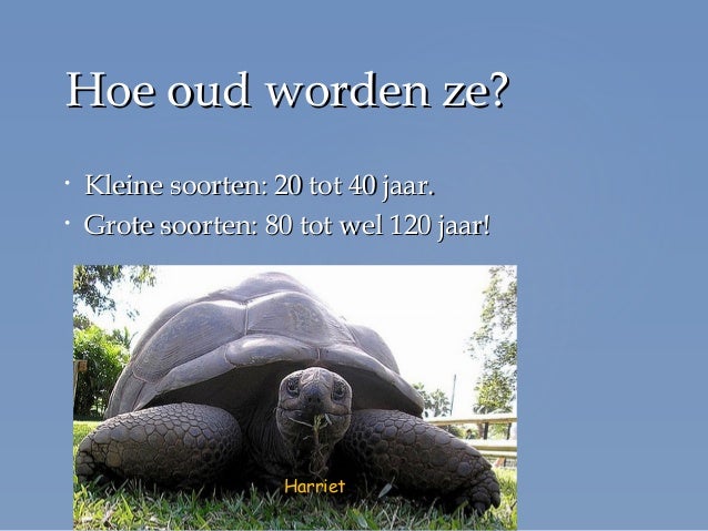Spreekbeurt zeeschildpadden slideshare - Hoe Oud Kan Een Zeeschildpad Worden