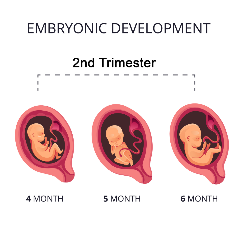 Stages of Pregnancy – Second Trimester - Cherokee Women's Health - Wanneer Begint Het Tweede Trimester