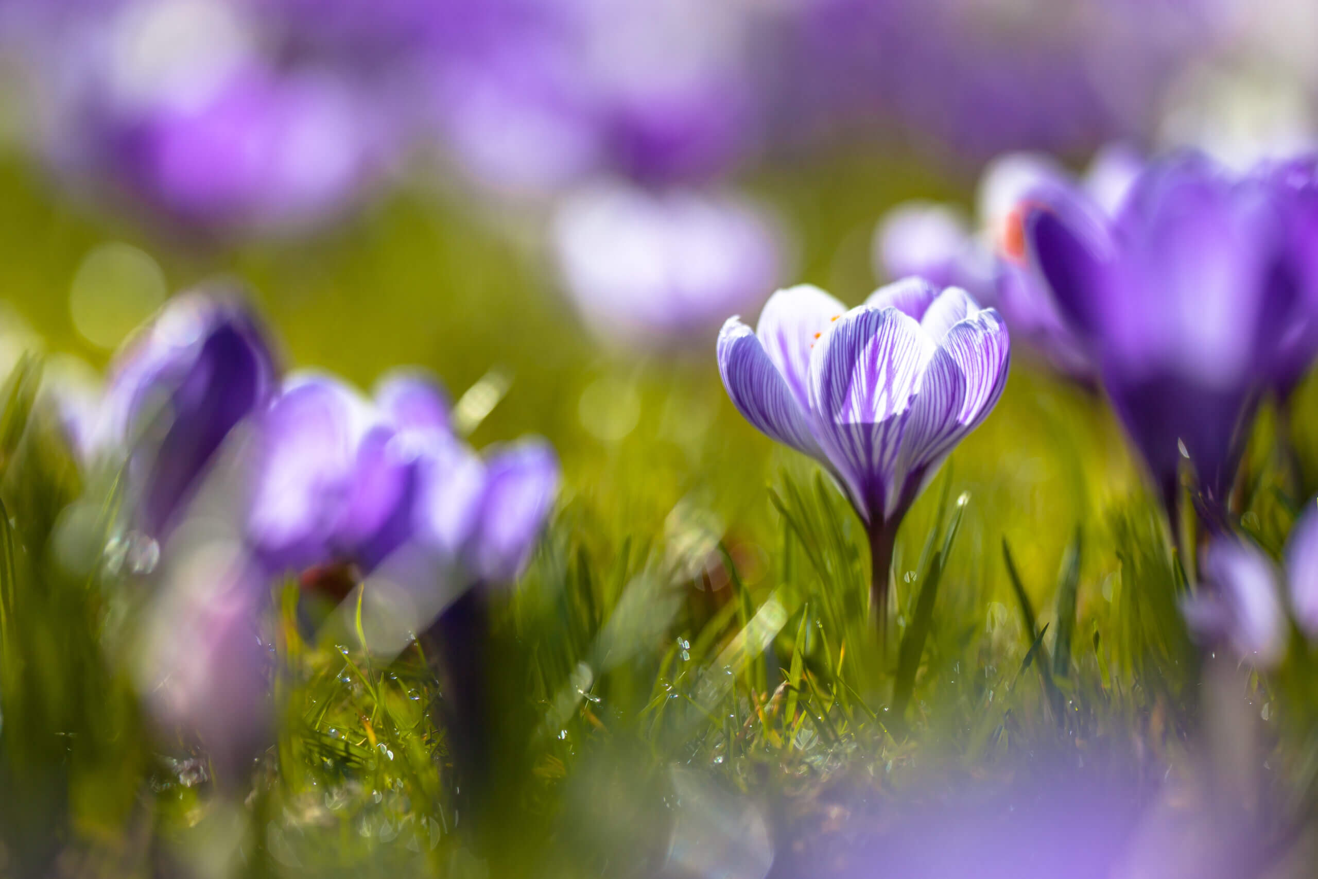 Start Lente 2025 - Diena Florrie - Welke Datum Begint De Zomervakantie