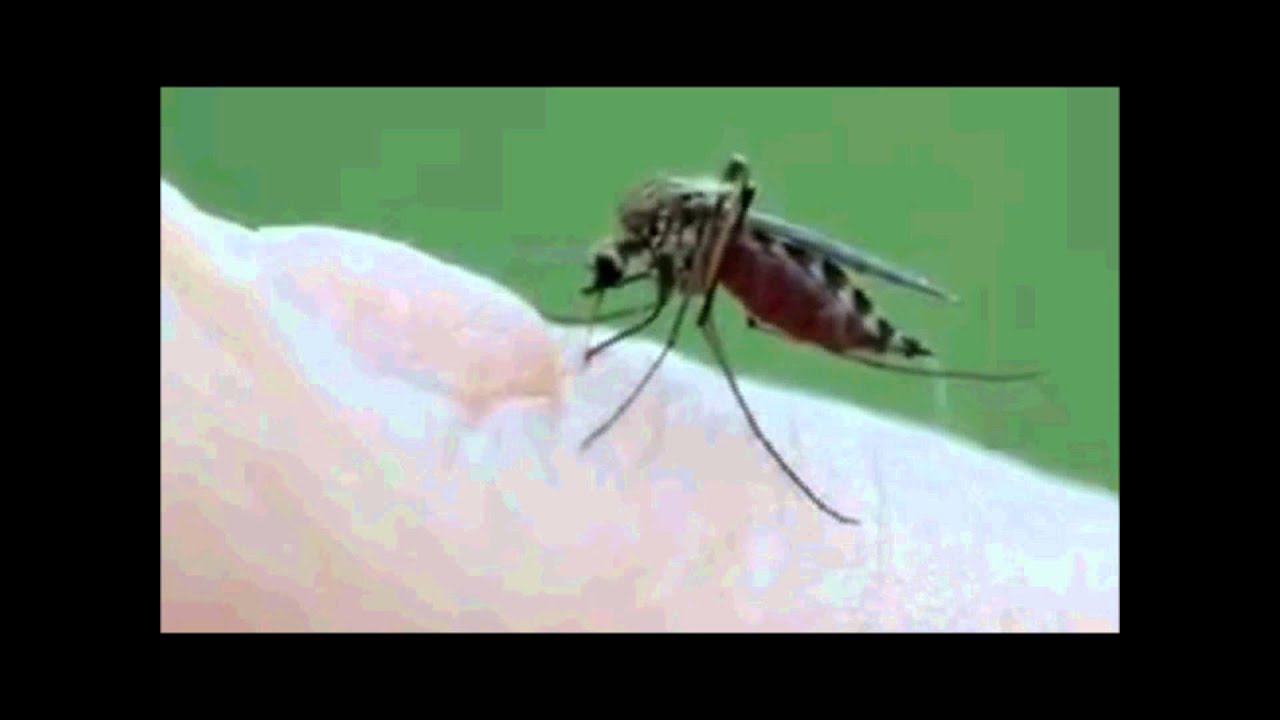 Hoeveel Poten Heeft Een Insect