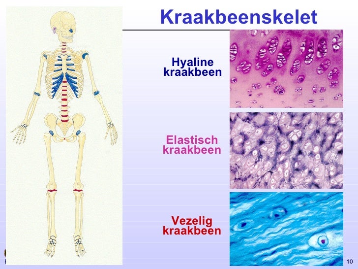 Steunweefsel - Op Welke Vier Plaatsen In Je Lichaam Komt Kraakbeen Voor