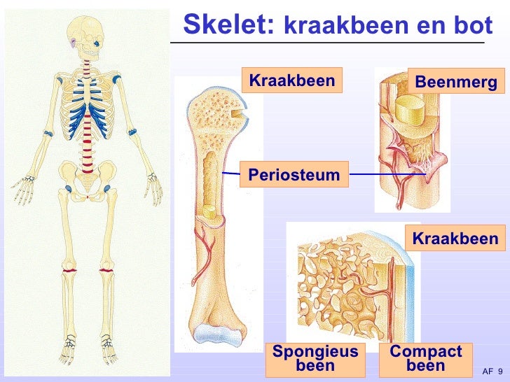 Steunweefsel - Op Welke Vier Plaatsen In Je Lichaam Komt Kraakbeen Voor